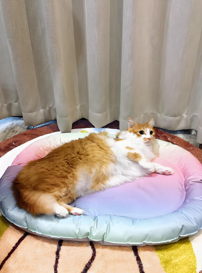 宠物电热毯方案开发